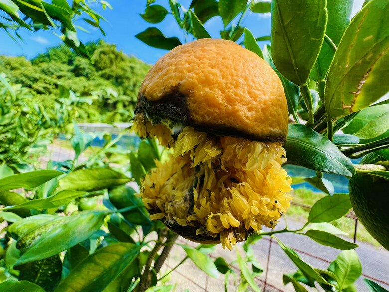 発見から2日後の“こわいみかん”（提供：のま果樹園）