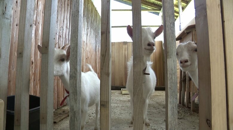 リベンリ秋田に仲間入りした3匹の子ヤギ