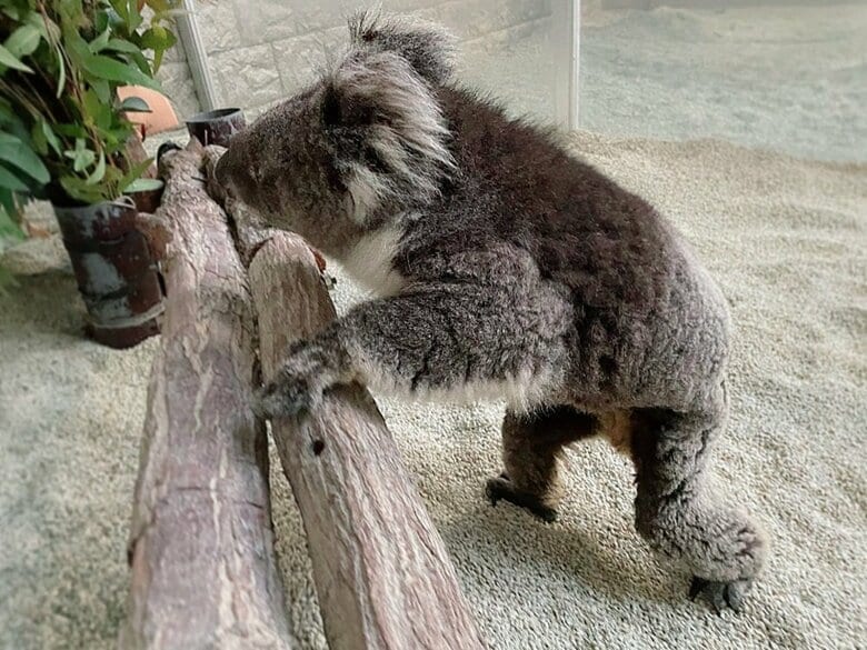 トイレ後に自分の定位置へのぼって戻るみどりちゃん（提供：イングランドの丘）