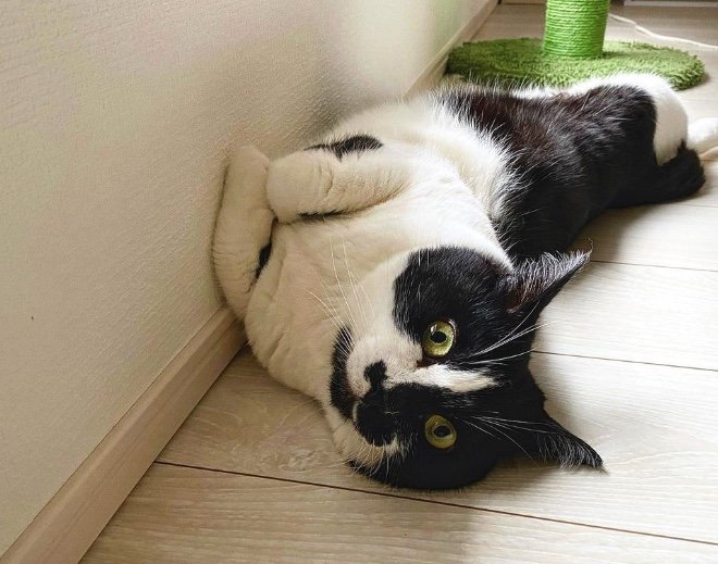 提供：卵山玉子先生