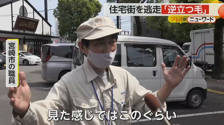 「見た感じではこのぐらい」と両手をひろげる宮崎市の職員