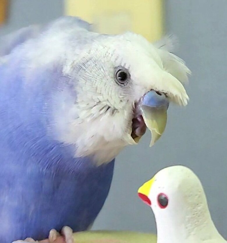 ハト型の民芸品を威嚇。体は距離を取りつつ首を伸ばし、くちばしを開いて敵意をアピール