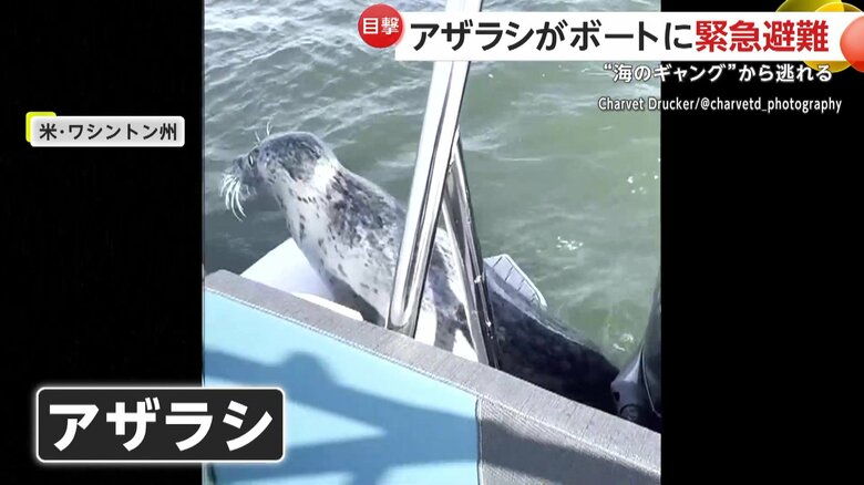 船に避難してきたアザラシ