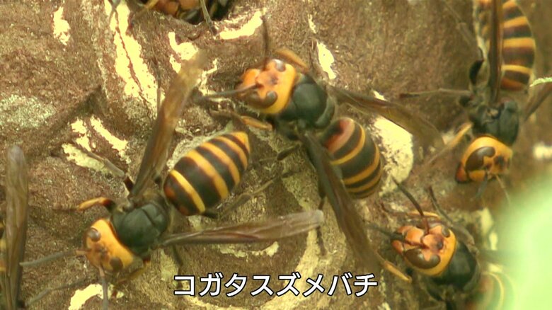 庭の木に巣を作った「コガタスズメバチ」。都市部に巣を作ることが多いという。