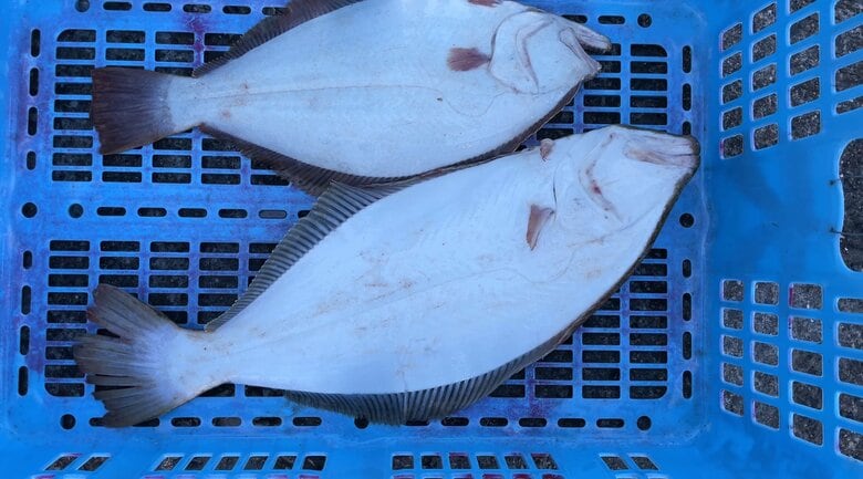 裏から見た「右向きカレイ」