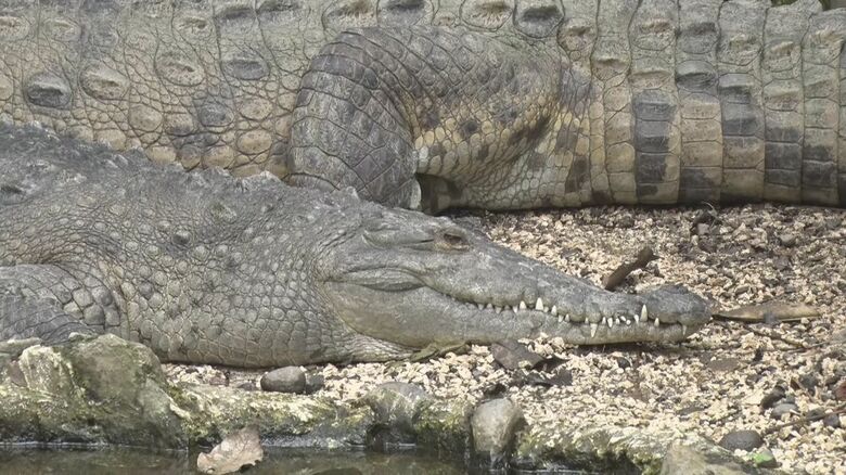 施設では密輸や密猟のためにとらえられた動物や、ケガをした動物が保護されている