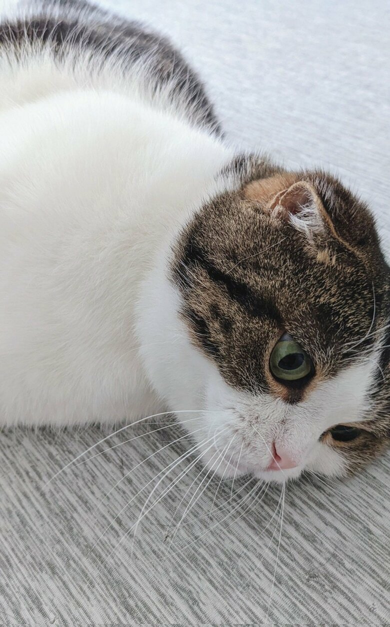 お風呂終わりのふわふわな鉄朗くん