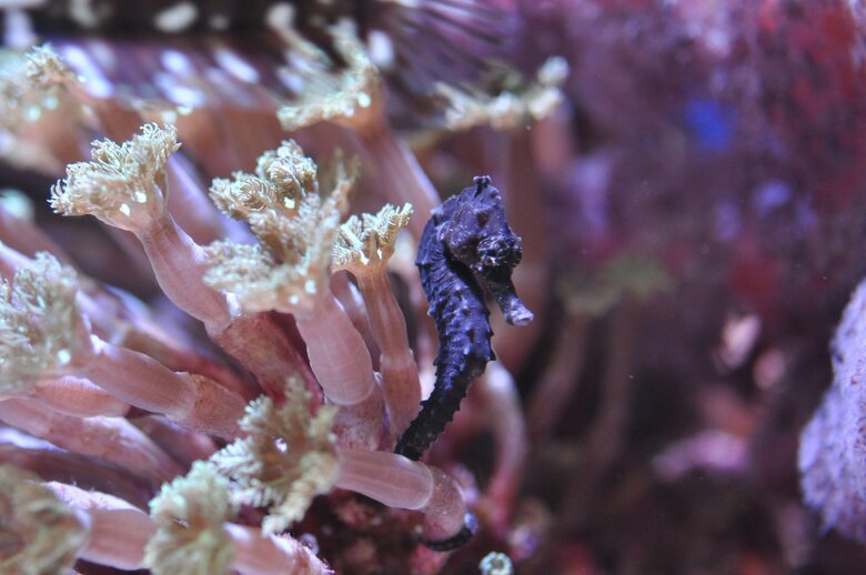 クロウミウマ（提供：サンシャイン水族館）