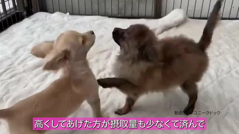 じゃれ合うパピー。ごはんはミネラル豊富で、1gあたりのカロリーが高めに設計されている