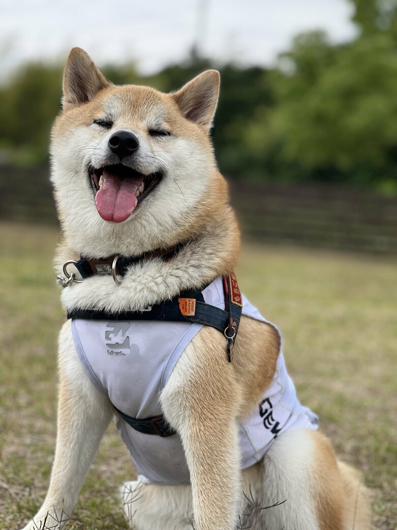 提供：柴リアンハスキーもちごめ兄弟さん