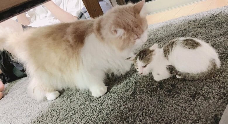 出会った当初の2匹　まゆちゃんへっぴり腰