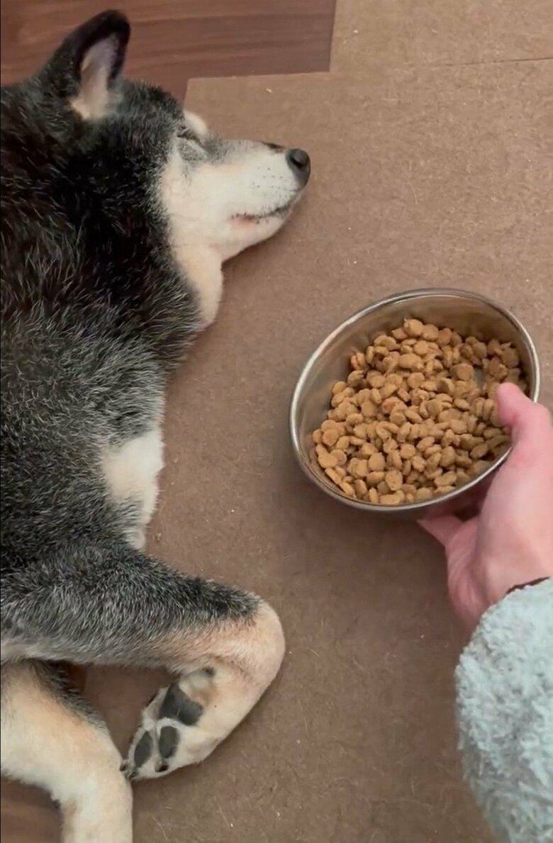 寝ている時は、エサに気づかなかったり