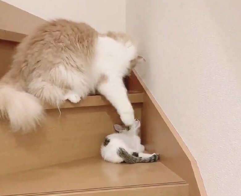 猫パンチ