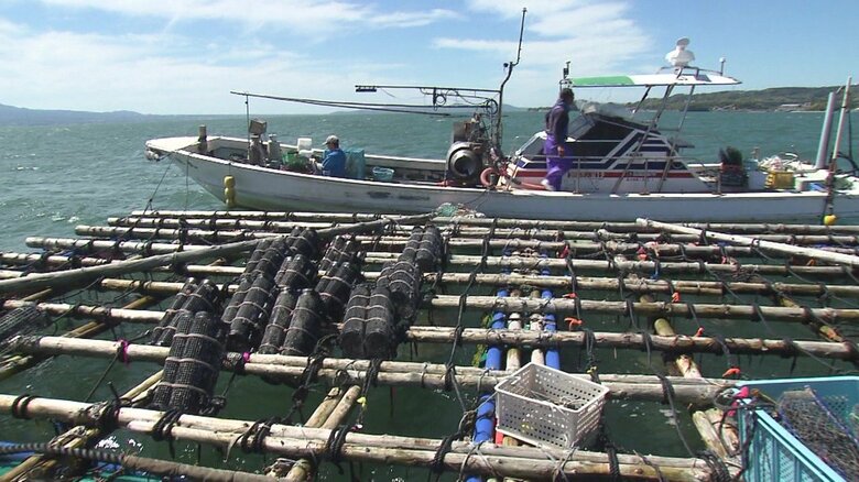 カキの養殖いかだ（佐賀・太良町の沖合の有明海）