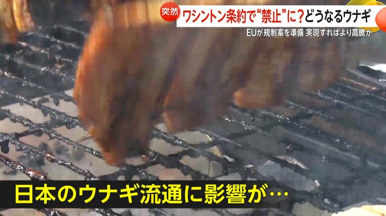 輸入に依存している日本のウナギ流通