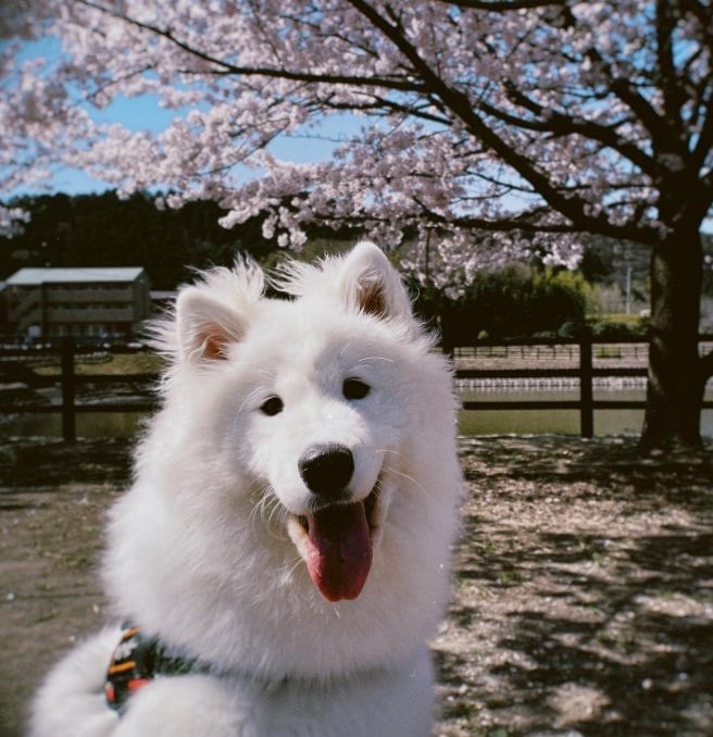 提供：ibukimama38さん