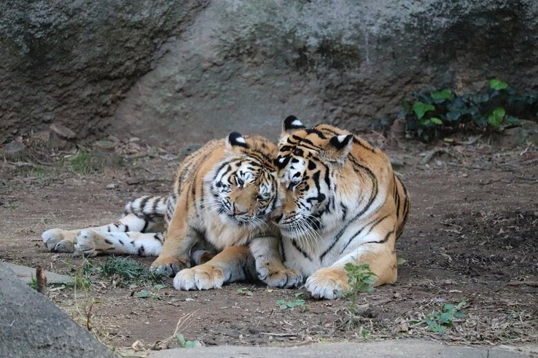 （提供：浜松市動物園）