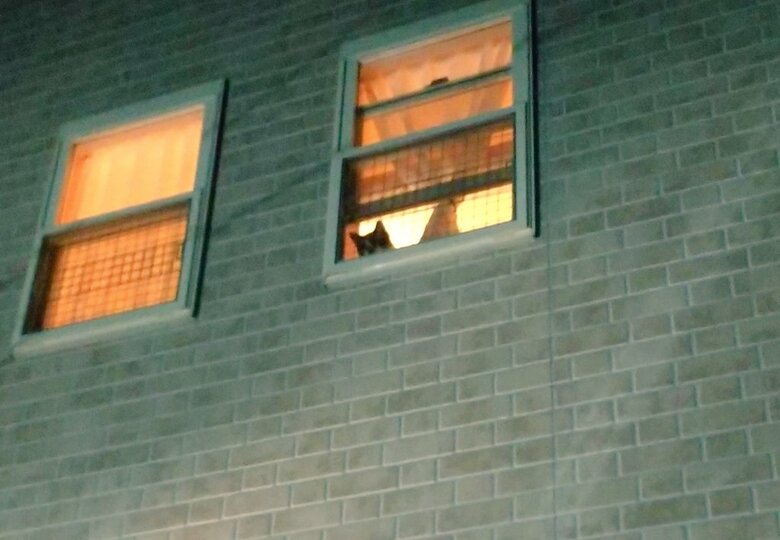 ラテくんだけでお出迎えの日、カフェくんは玄関で待機中（提供：かふぇらてさん）