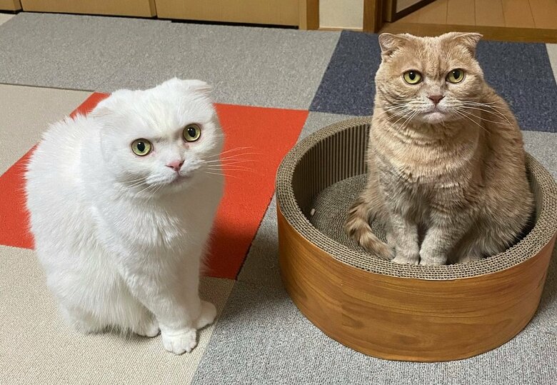 左：むくくん　右：先輩猫のもろみちゃん