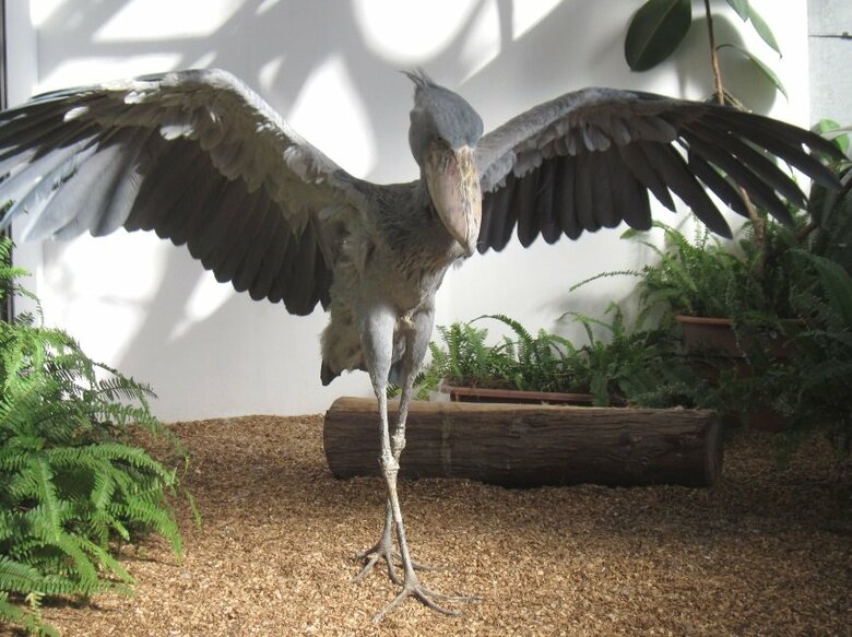 羽を広げるフドウくん