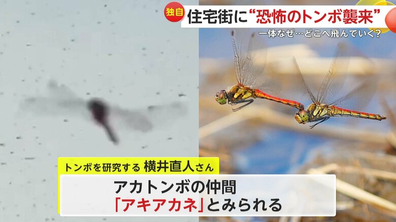 飛んでいたのはアキアカネ（視聴者提供）