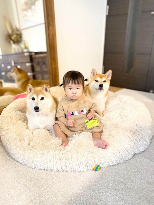 左：豆介くん　右：コロ介くん（提供：柴犬Mamesuke・Korosuke大阪さん）