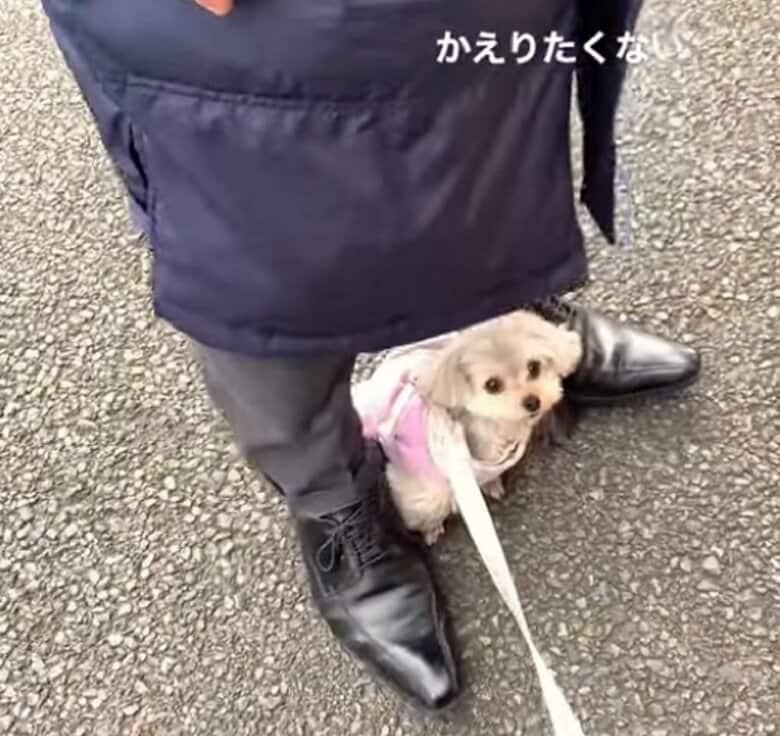 帰宅拒否の様子　お父さんの足元で「帰らない」