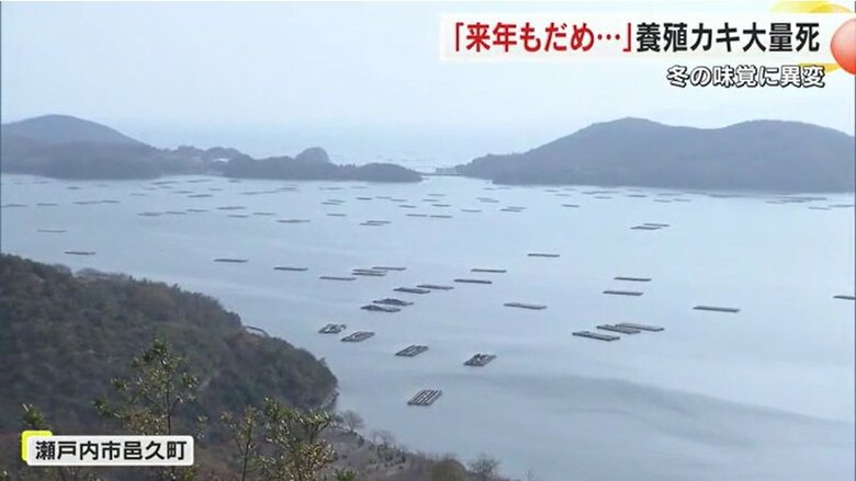 瀬戸内市邑久町　養殖カキいかだ