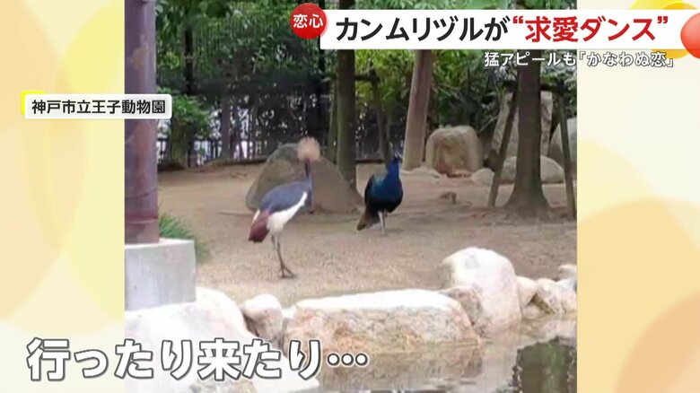 クジャクの目の前を行ったり来たりしいているカンムリヅル（提供：神戸市立王子動物園）