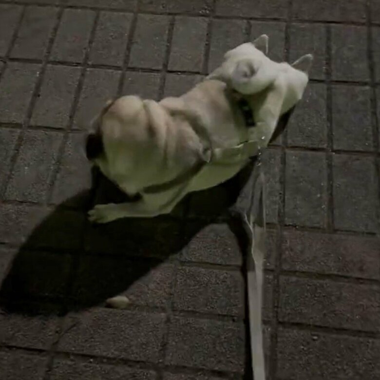 散歩の途中、ほふく前進のような姿に