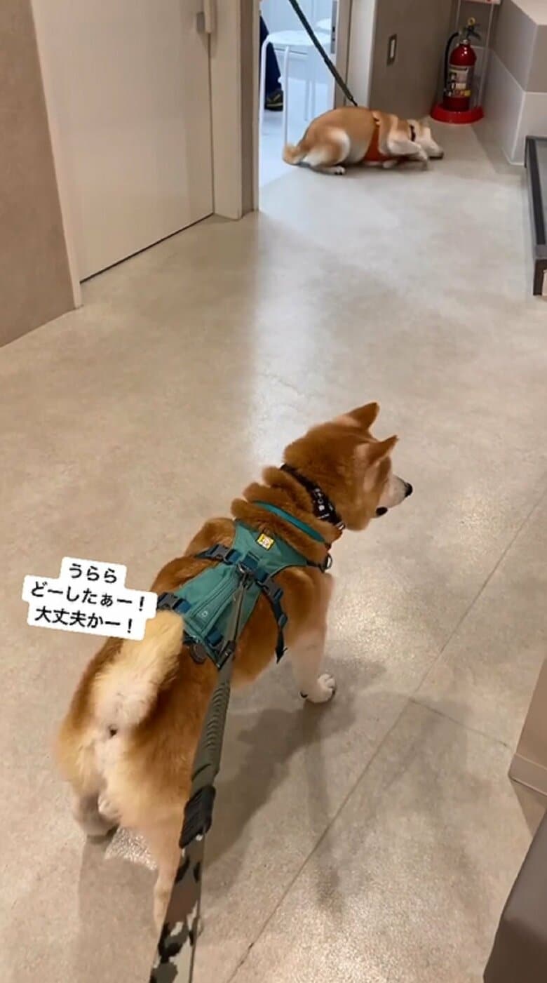 小次郎くんは心配そう