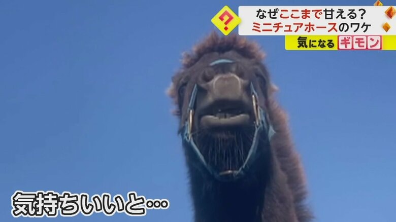 ミニチュアホースが見せる気持ちよさそうな表情