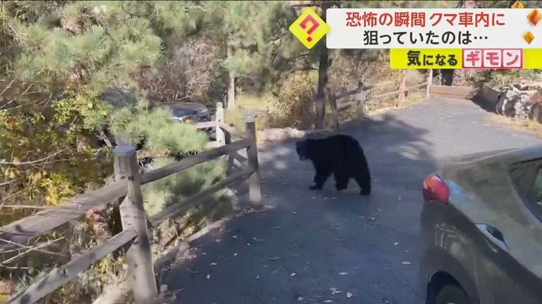 「出て行け！」と言われ、車から出ていくクマ⑤