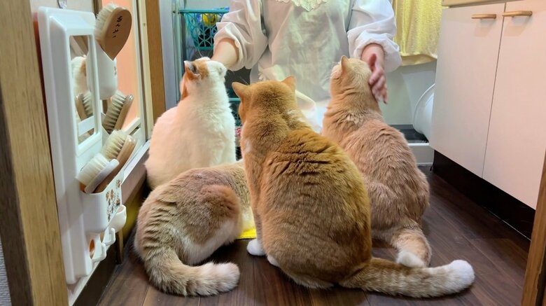 お母さんの「お風呂待ち」していた猫ちゃんたち