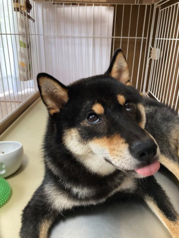 提供：黒柴ぎん@快杜号さん