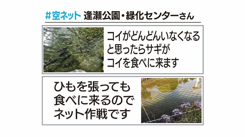 郡山市では食害も発生　対策を行う