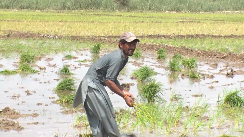 農作業をするアリさん
