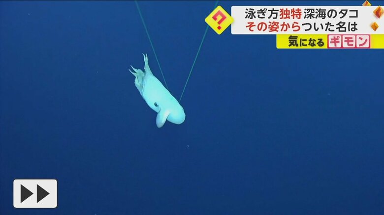 頭についている耳のようなものを動かして泳ぐダンボオクトパス⑦