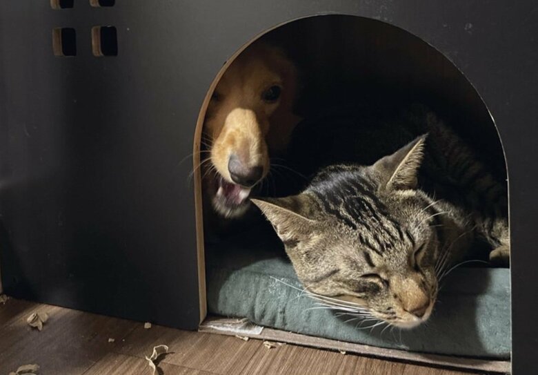 一緒の場所で眠れて、うれしそうな表情