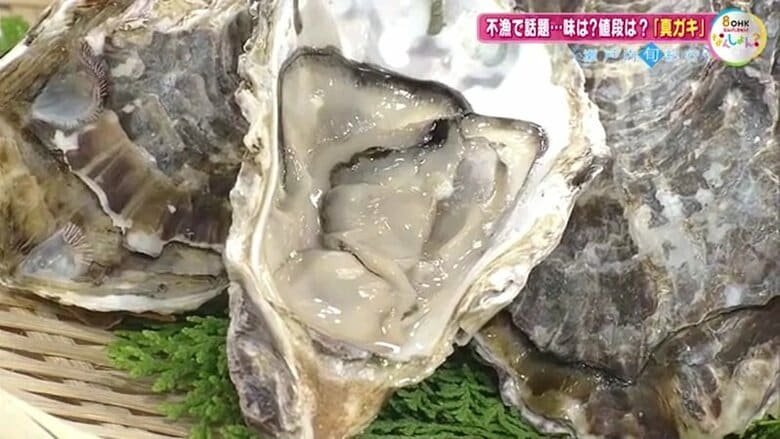 真ガキ