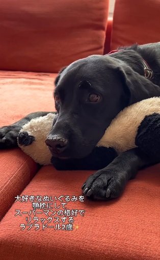 パンダちゃんとリラックス中のハンナちゃん