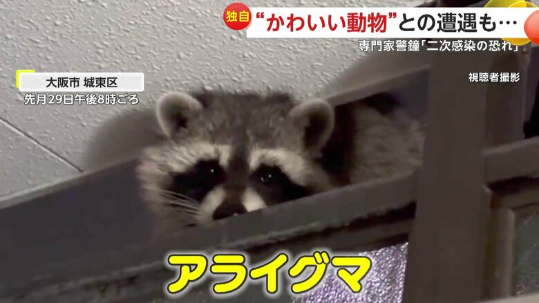 撮影者をうかがうアライグマ（視聴者提供）