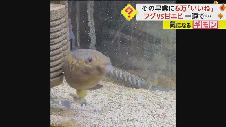 フグが甘エビを一瞬で吸い込む様子④