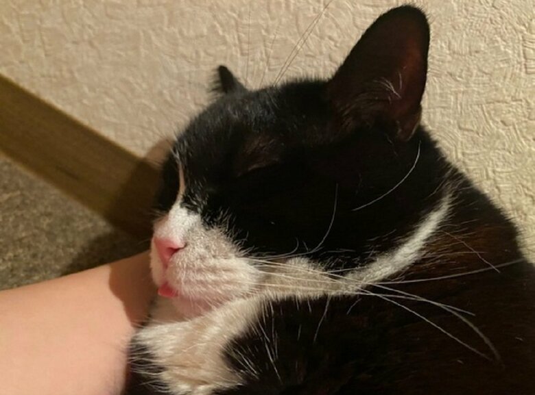 舌を出したままおねんね