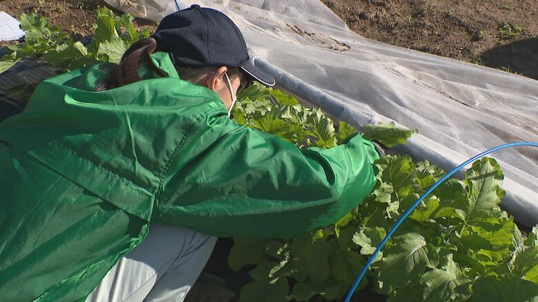 実証実験を行う農業高校の生徒