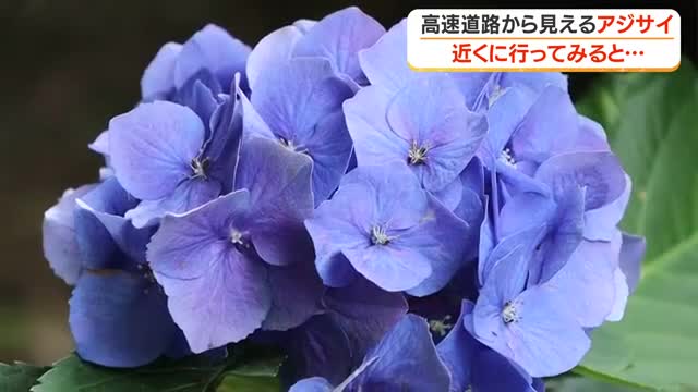 1100株以上のアジサイが絶景 青色にピンクに、紫色 斜面が一面アジサイ