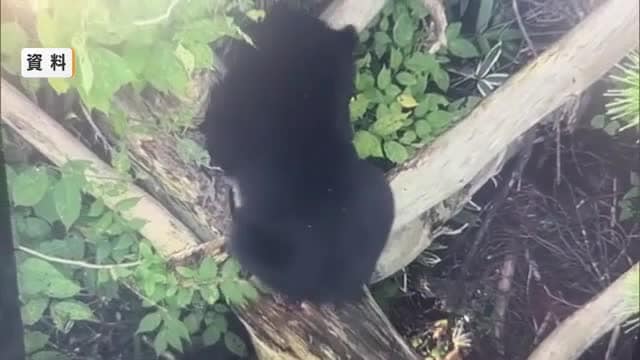 【クマ出没】米沢で体長80センチ・村山で体長1メートルのクマ目撃相次ぐ　注意呼びかけ　山形