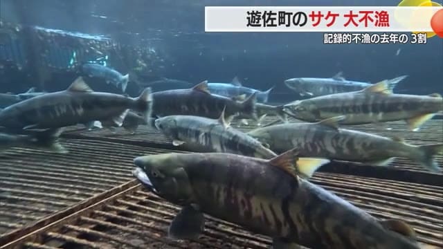 遊佐月光川水系でサケ不漁…記録的不漁だった2024年の3割程度「保護しないともたない」 山形・遊佐町