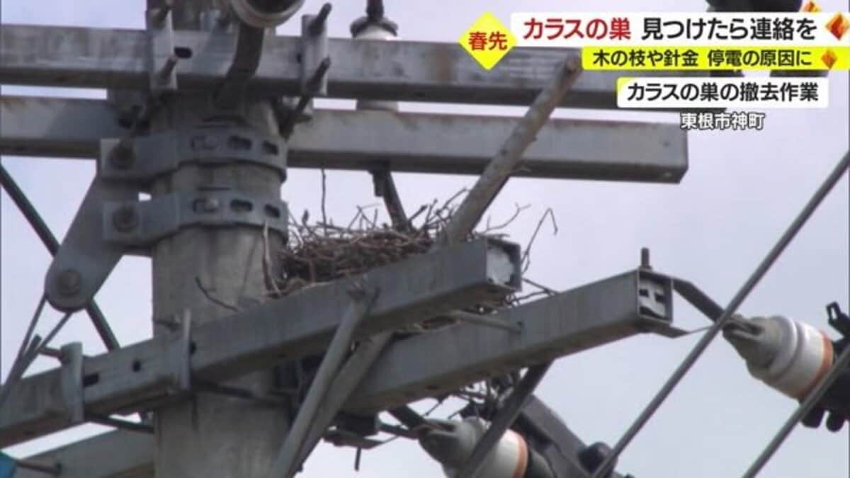 春は“カラスの巣”が原因で停電増加 東北電力が撤去作業を公開「見つけ