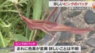 倉敷市で珍しい「ピンク色のバッタ」を幼稚園児の姉妹が発見！どんなバッタ？なぜピンク色？【岡山】